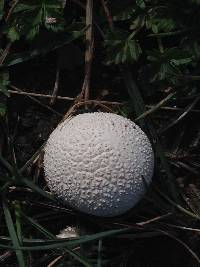 Lycoperdon utriforme image