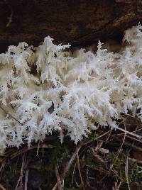 Hericium coralloides image