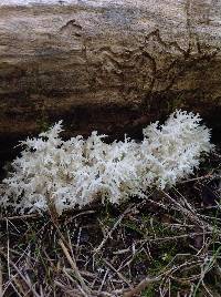 Hericium coralloides image