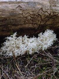 Hericium coralloides image