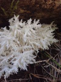 Hericium coralloides image