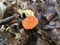 Marasmius siccus image