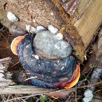 Fomitopsis pinicola image