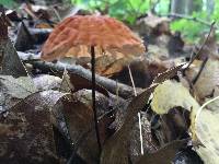 Marasmius siccus image