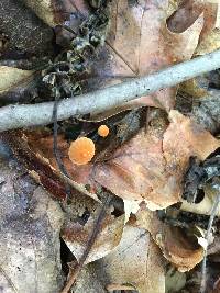 Marasmius siccus image