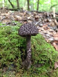 Strobilomyces strobilaceus image