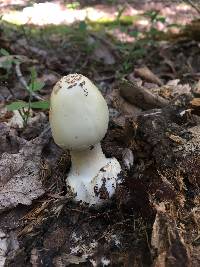 Amanita brunnescens image