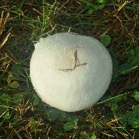 Calvatia gigantea image