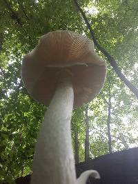 Amanita bisporigera image