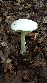 Amanita bisporigera image