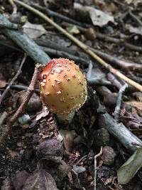 Amanita amerirubescens image