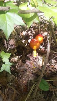 Amanita jacksonii image