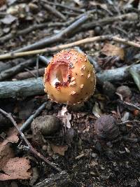 Amanita amerirubescens image