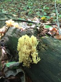 Artomyces pyxidatus image