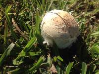 Chlorophyllum molybdites image