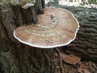 Ganoderma applanatum image