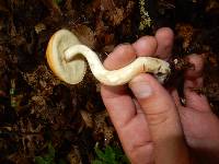 Boletus longicurvipes image