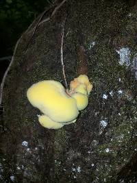 Laetiporus sulphureus image