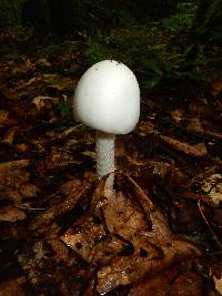 Amanita bisporigera image