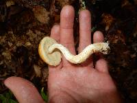 Boletus longicurvipes image