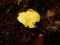 Hygrocybe chlorophana image