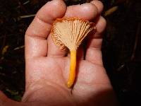 Cantharellus ignicolor image