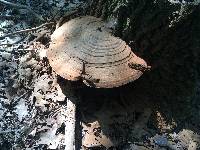 Ganoderma applanatum image