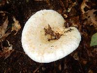 Lactarius deceptivus image