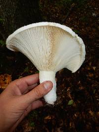 Lactarius deceptivus image