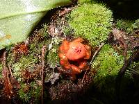 Calostoma cinnabarinum image