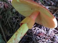 Amanita jacksonii image