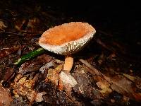 Lactarius volemus image