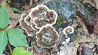 Trametes versicolor image