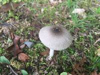 Amanita vaginata image