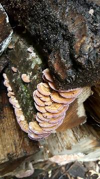 Trichaptum biforme image