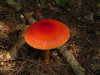 Amanita jacksonii image