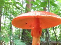 Amanita jacksonii image