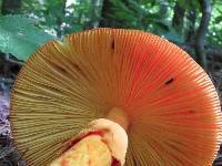 Amanita jacksonii image