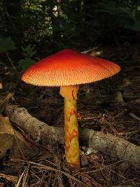 Amanita jacksonii image