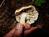 Russula crustosa image