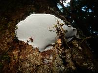 Ganoderma applanatum image