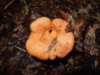 Lactarius peckii image