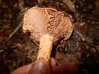 Lactarius peckii image