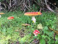 Amanita muscaria image