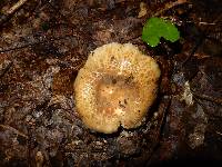 Russula crustosa image