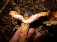 Lactarius peckii image