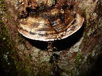 Ganoderma applanatum image