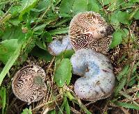 Lactarius paradoxus image