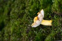 Russula flavida image