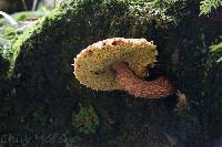 Boletellus russellii image